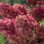 Hortenzia metlinatá (Hydrangea paniculata) ´LIVING RED VELVET®´ by LIVING CREATIONS® - výška 20-30 cm, kont. C1,5L